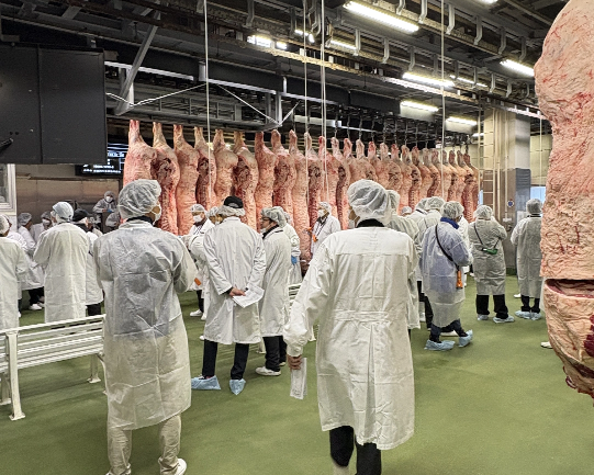 牛枝肉の競り場面